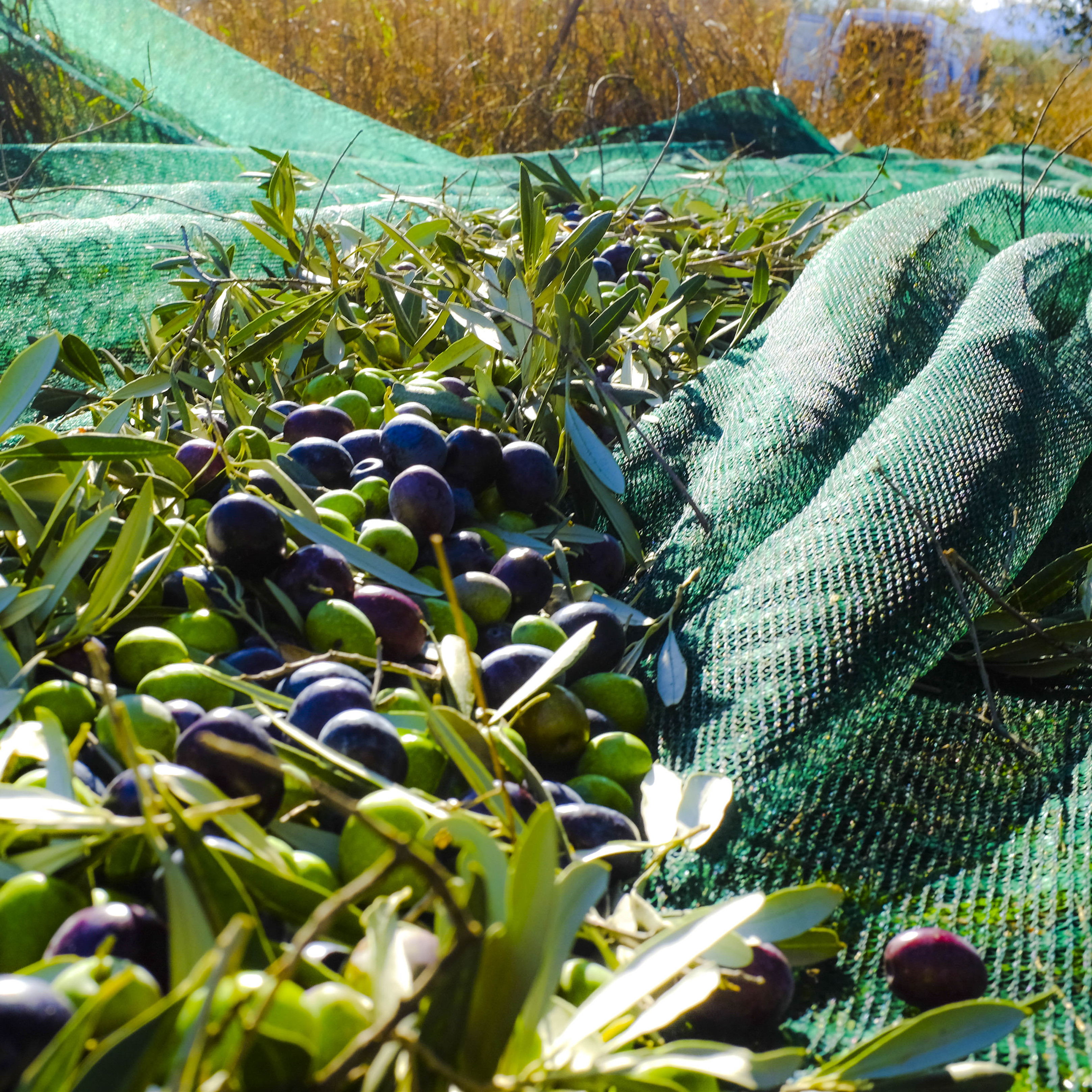 Fruit harvesting net